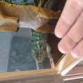 A párduckaméleon: a színek mestere és a terráriumi csodavilág királya