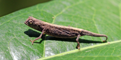 brookesia_1.png