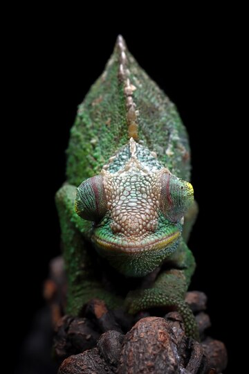 female-chameleon-jackson-walking-branch-with-black-background_488145-2148.jpg