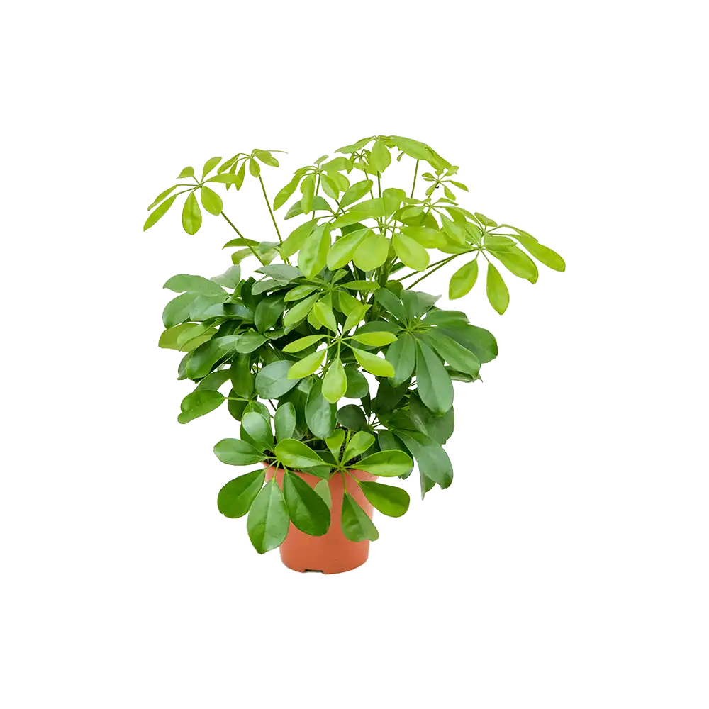 schefflera_1.webp