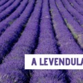Máj. 22. - A levendula-ügy