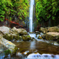 Laurissilva trópusi erdő: Madeira Varázslatos Zöld Ölelése