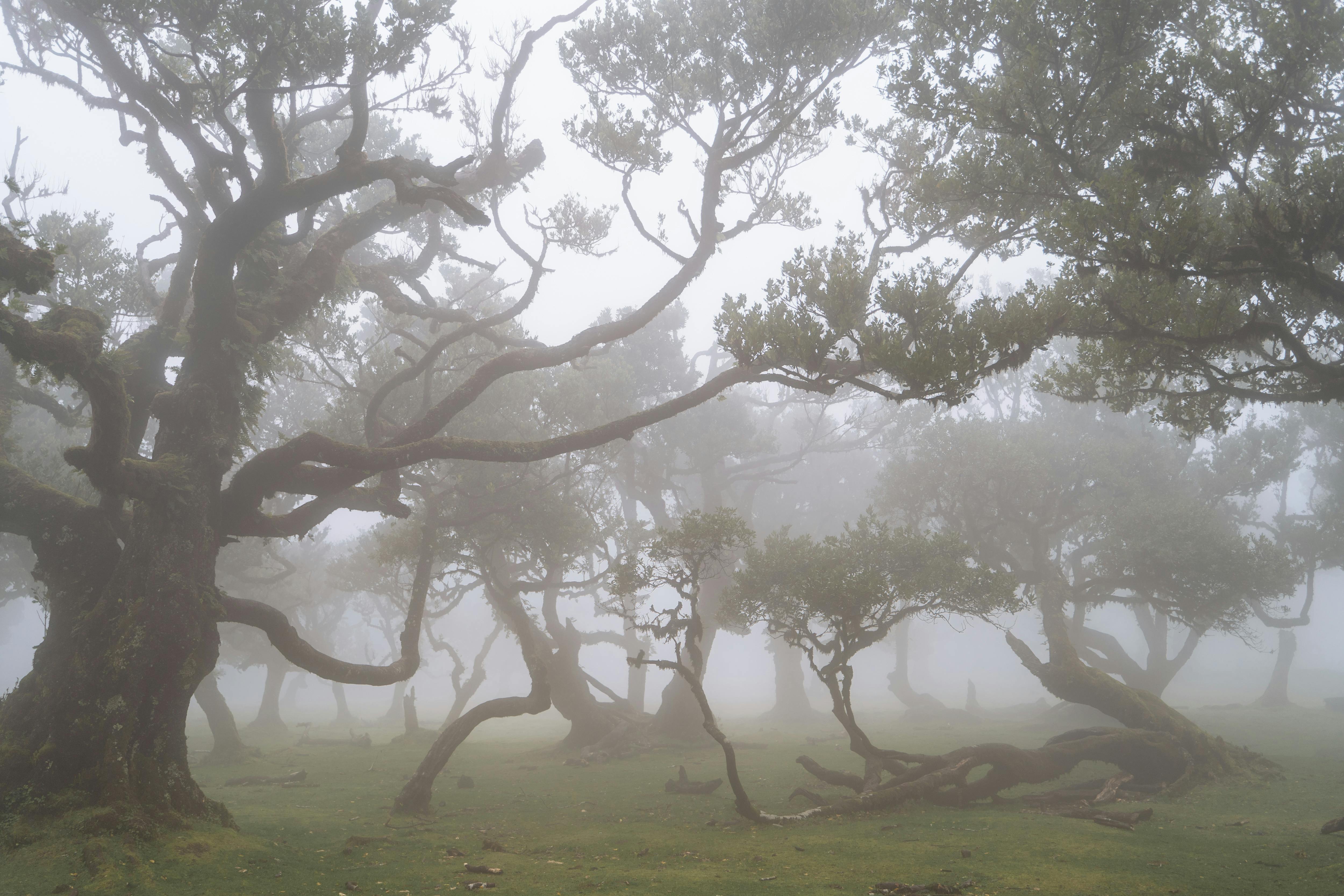 free-photo-of-misty-laurisilva-forest-in-madeira-portugal.jpeg