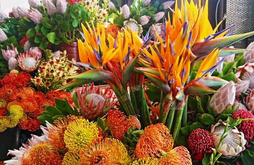 mercado-dos-lavradores-funchal-bird-of-paradise-hazels-travels-1024x664.jpg