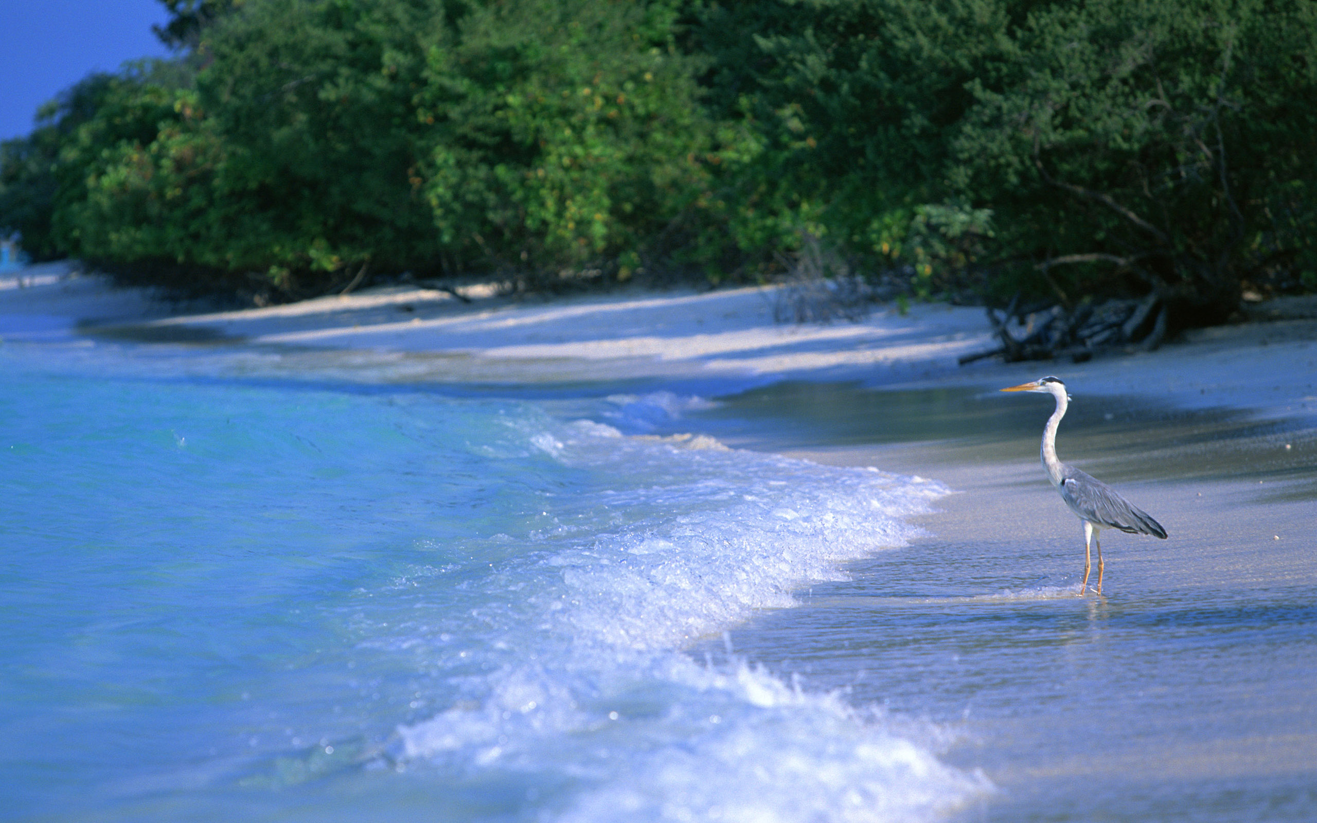 white-sand-rihiveli-beach-maldives-paradise-2560x1600-resolution.jpg