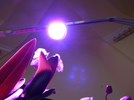 A zöld növénynek való LED drága, de működtetése olcsó.JPG