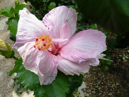 P1240178 Hibiszkusz másolata.JPG