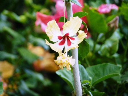 P1240179 Hibiszkusz másolata.JPG