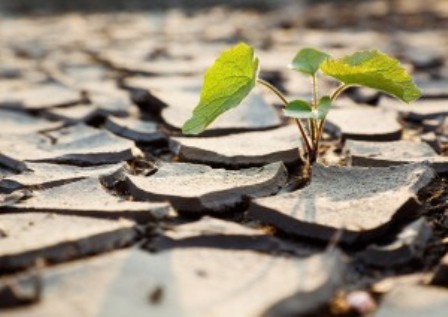 bigstockphoto_Plant_Fighting_Drought_49887343-300x212.jpg