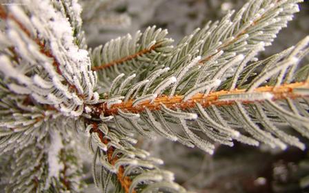 snowy_pine_2560x1600_2151.jpeg