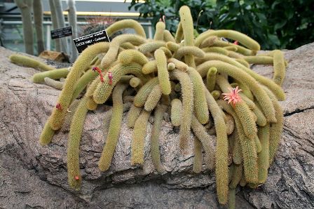 Golden_Rattail_Cactus_(Cleistocactus_winteri)_(3103268721).jpg