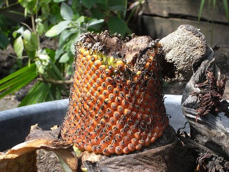 Titan_arum_Kew_7178.JPG