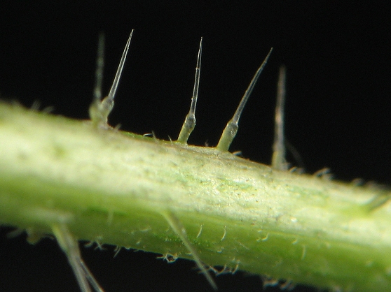 Urtica_dioica_stinging_hair.jpg