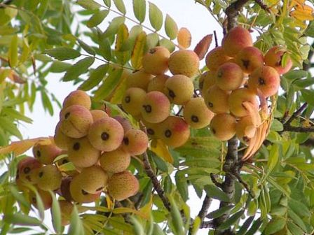 Sorbus domestica.jpg