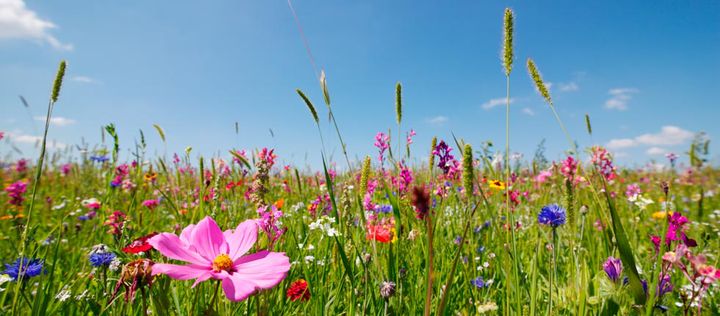 blumenwiese_rdax_720x316_80.jpg