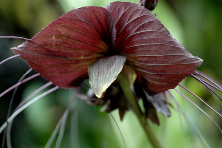 denevervirag-tacca-chantrieri_1.jpg