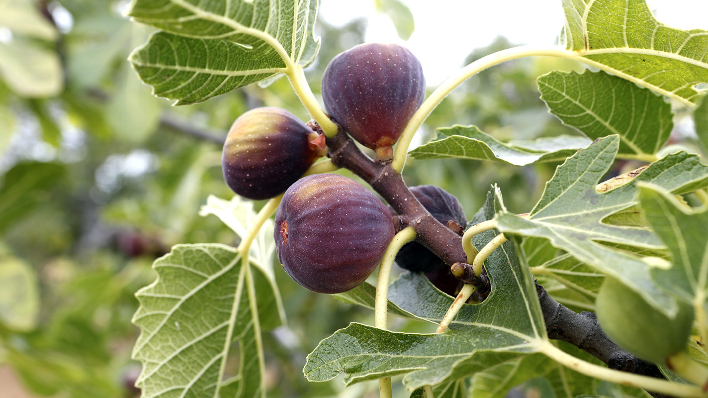 feigen_an_einem_baum_1.jpg