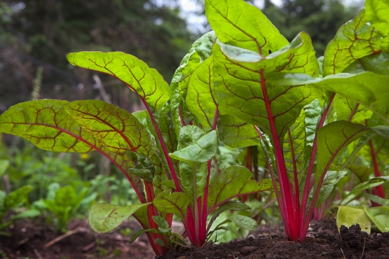 garden-chard.jpg