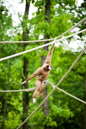 Másolat - Fehérkezű gibbon 01.jpg