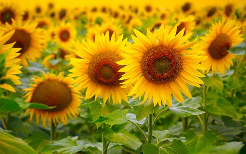 grow-sunflowers.jpg