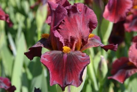 iris red zinger.JPG