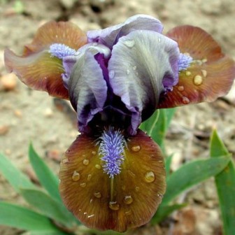 iris-hocuspocus.jpg