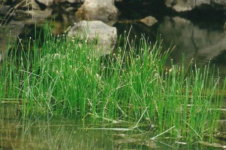 Eleocharis palustris-csetkáka.jpg