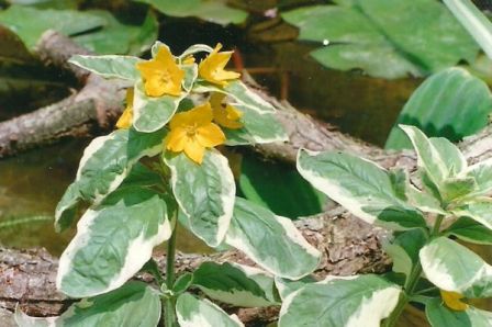 lysimachia_punctata_Alexander-lizinka2.jpg