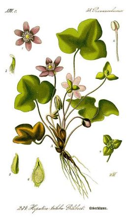 348px-Illustration_Hepatica_nobilis0_clean.jpg