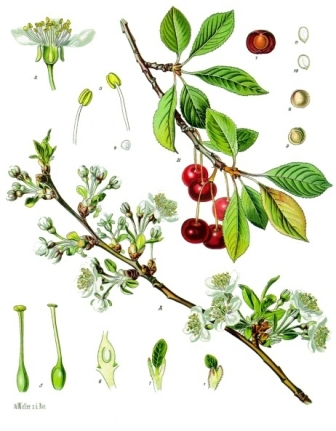 Prunus_cerasus_-_Köhler–s_Medizinal-Pflanzen-113.jpg