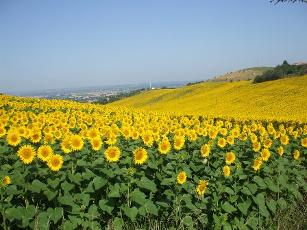 napraforgó-tábla1.jpg