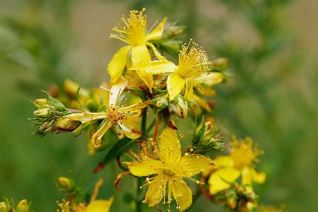 800px-Saint_johns_wart_flowers.jpg