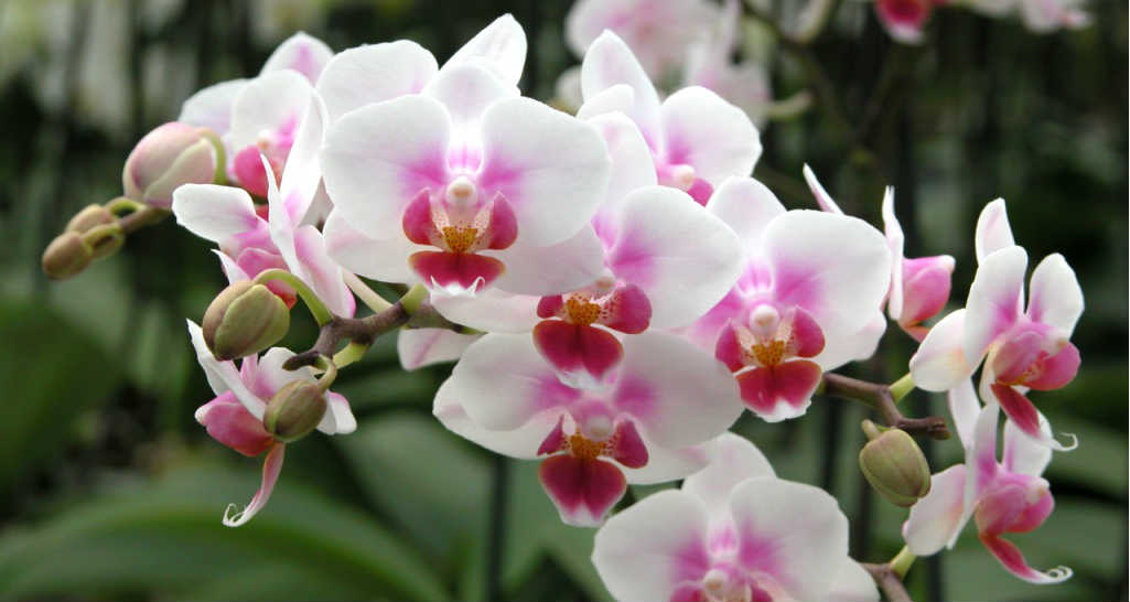 orchidea_2.jpg