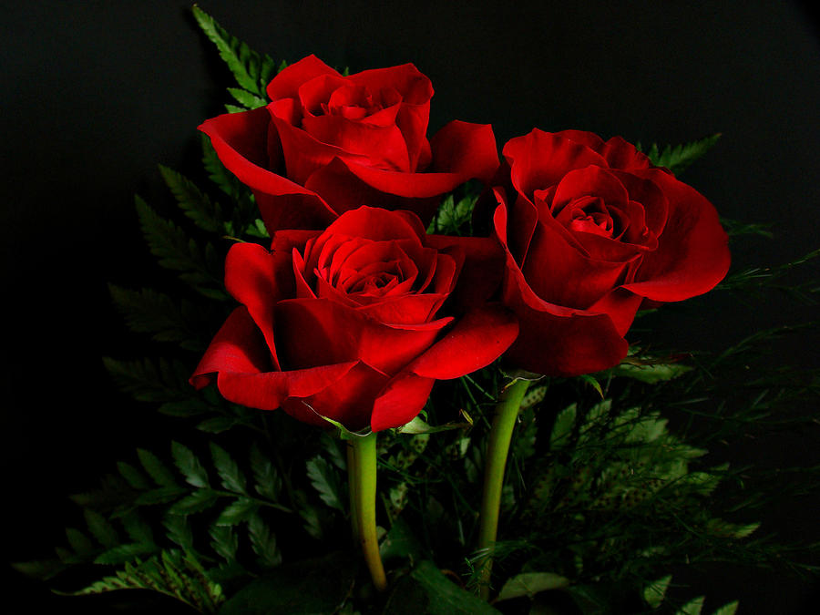red-roses-sandy-keeton.jpg