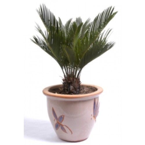 sago-palm.jpg