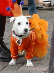 orange-dog-on-queens-day-2011.gif