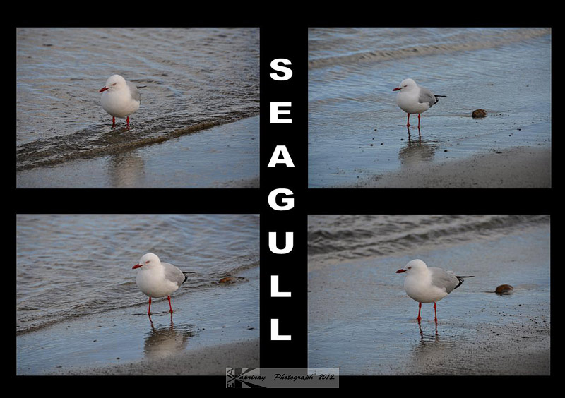 Seagull_2.jpg