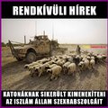 A bárányok jól vannak.