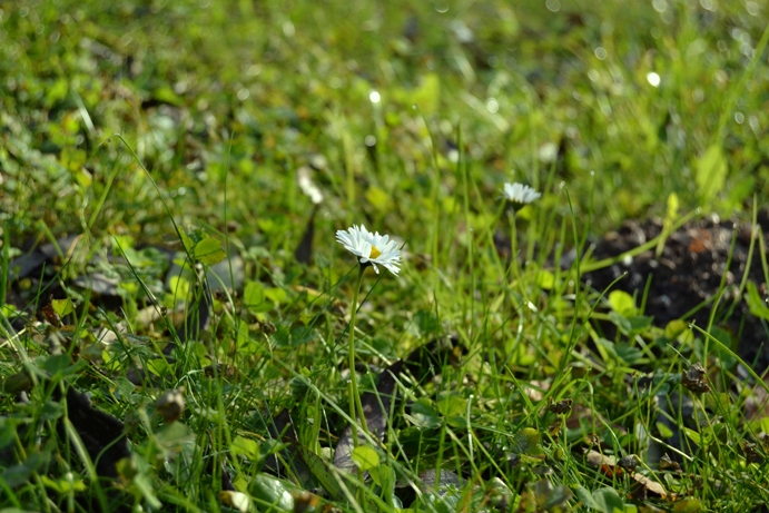 DSC_0081kicsi.JPG