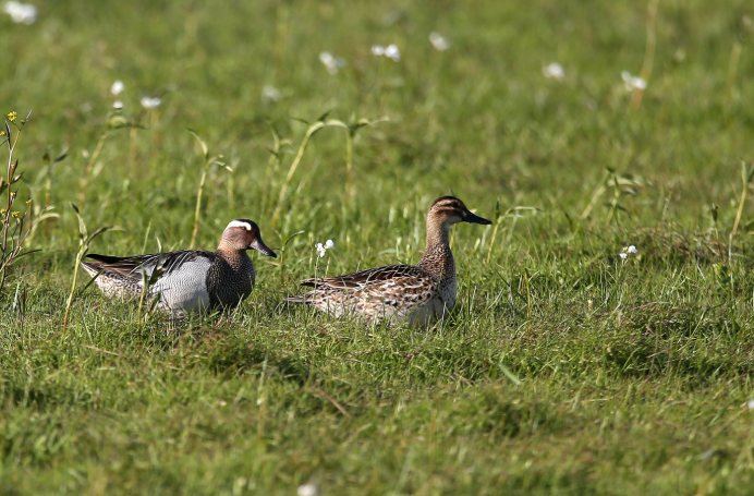 Raptor ID Workshop: Distinguishing Eagles and Buzzards in Flight