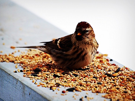 bird-and-seed.jpg