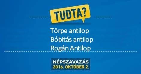 antilop.jpg