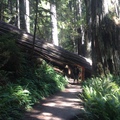 Redwood National Park