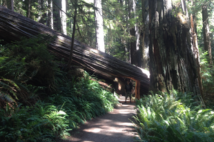 Redwood National Park