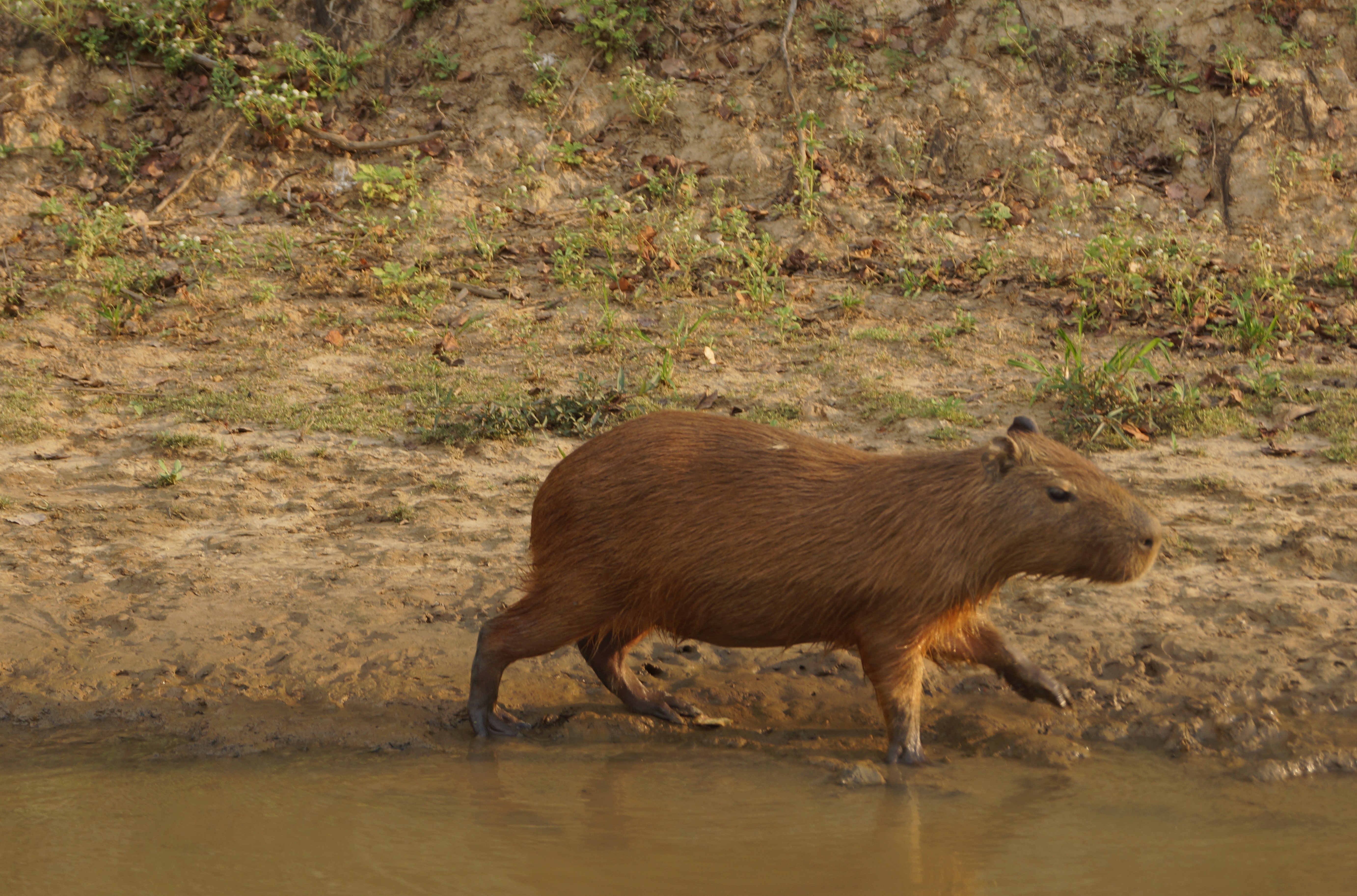 capybara3.jpg