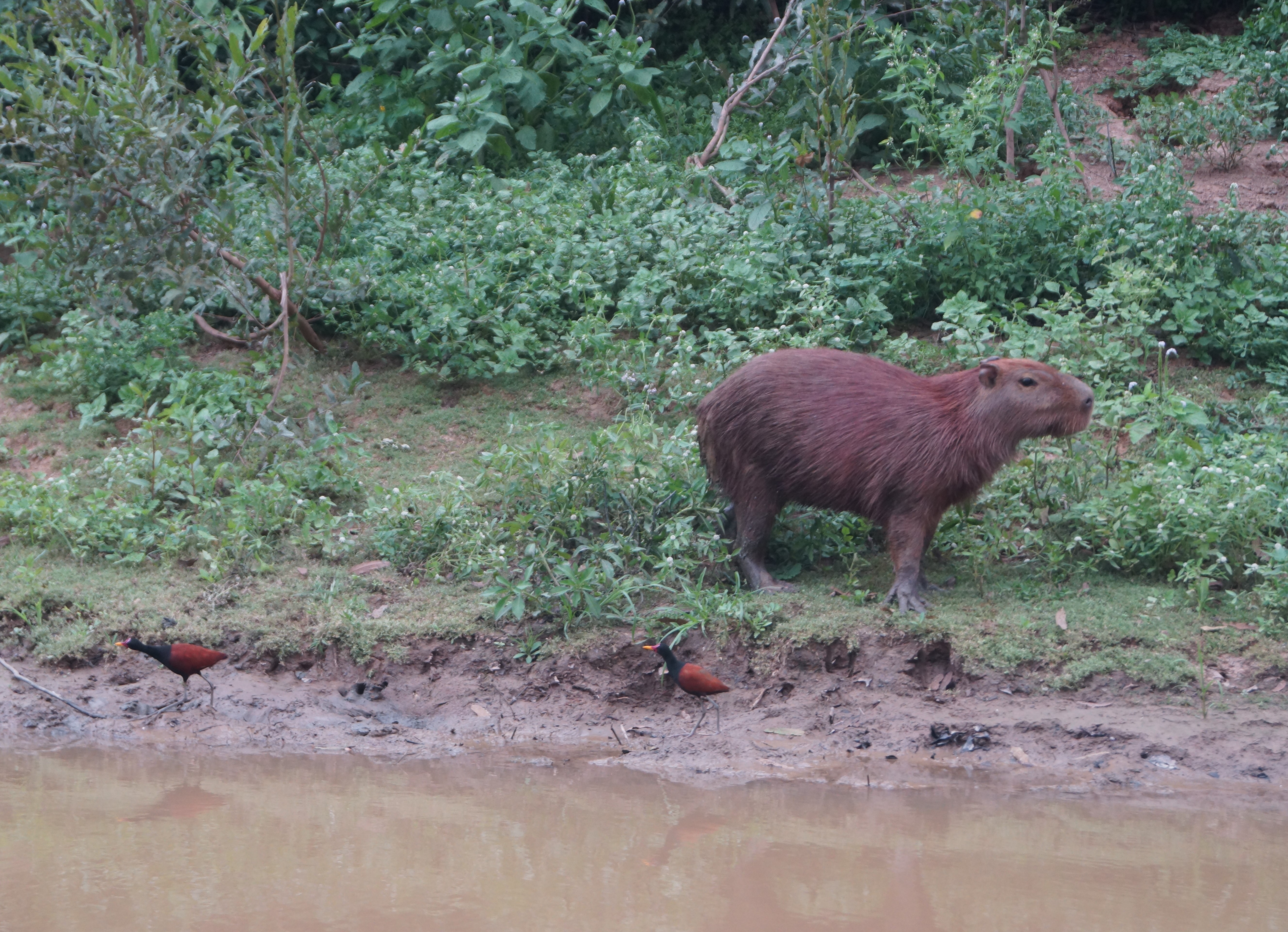 capybara4.jpg