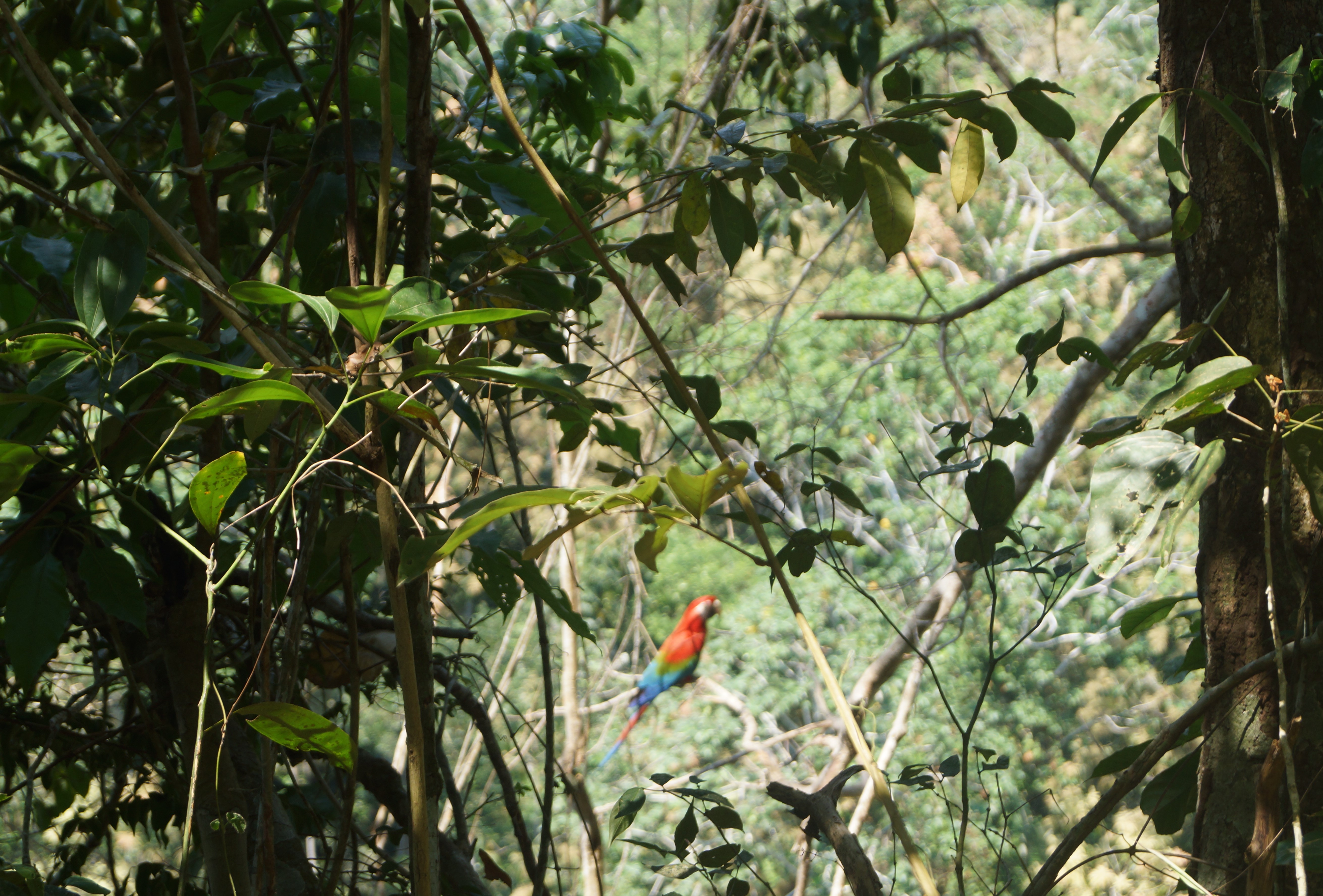 macaws.jpg