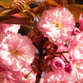 Cseresznyevirágok
