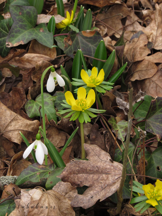 alcsuti-arboretum-_94.jpg