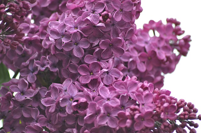 lilacs-1287880_640.jpg